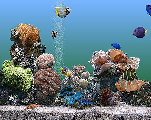 SereneScreen Marine Aquarium 3.2.5991 | Скачать SereneScreen ... SereneScreen Marine Aquarium 3.2.5991 | Скачать SereneScreen ...